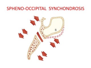 SPHENO-OCCIPITAL SYNCHONDROSIS
 