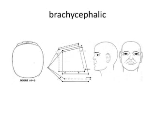 brachycephalic
 