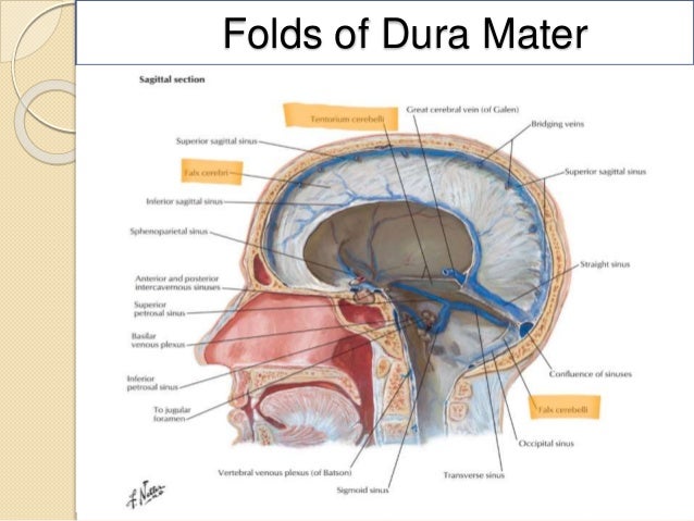 cranial cavity department of anatomy cranial cavity