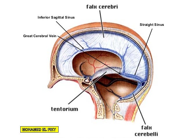 cranial cavity part 2 cranial cavity