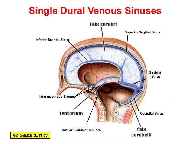 cranial cavity part 2 cranial cavity