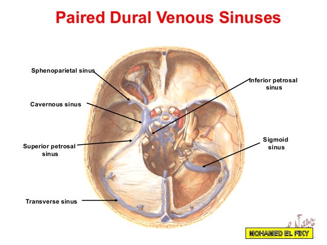 cranial cavity part 2 cranial cavity