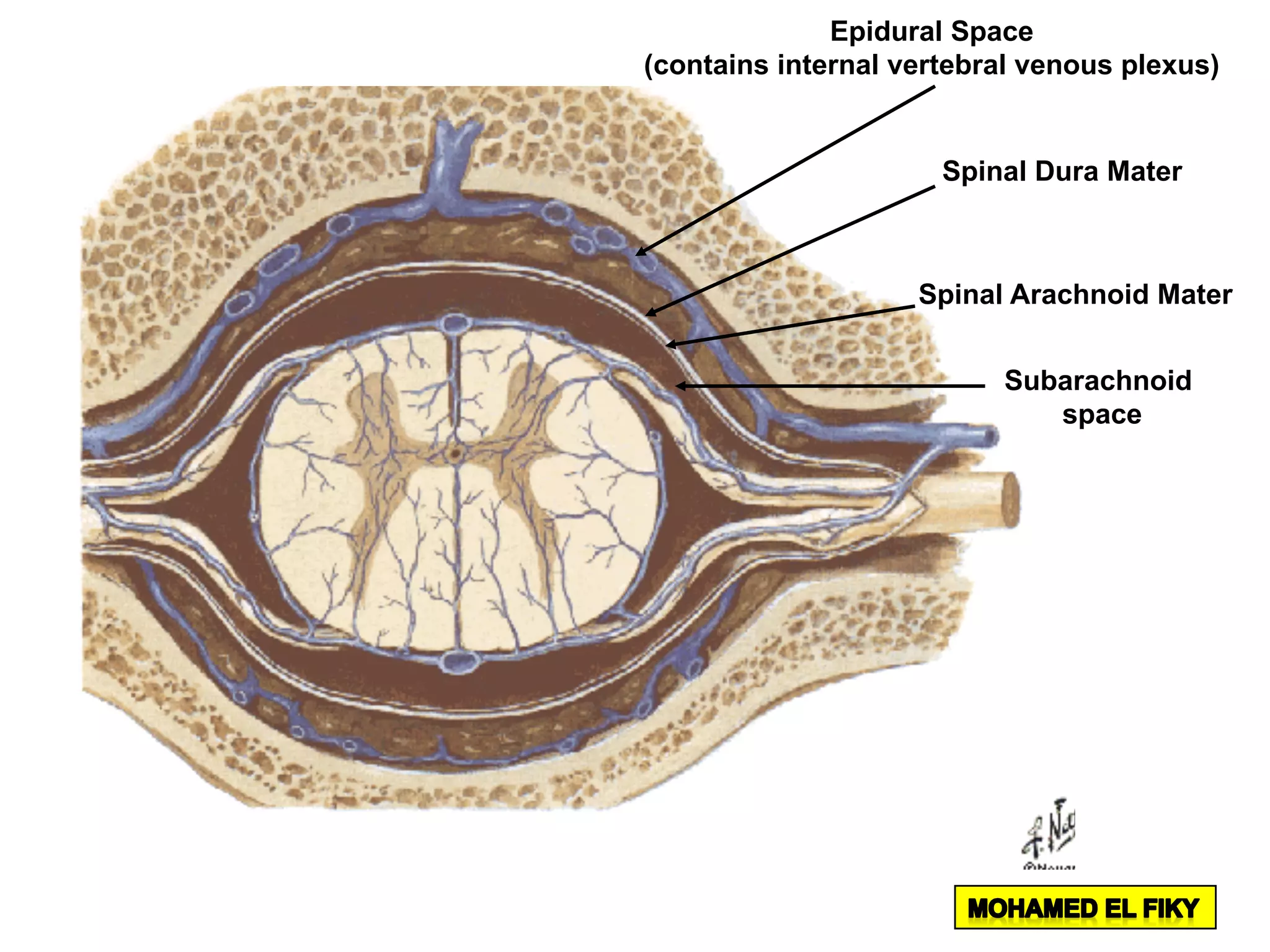 Epidural Space
(contains internal vertebral venous plexus)
Spinal Dura Mater
Spinal Arachnoid Mater
Subarachnoid
space
 