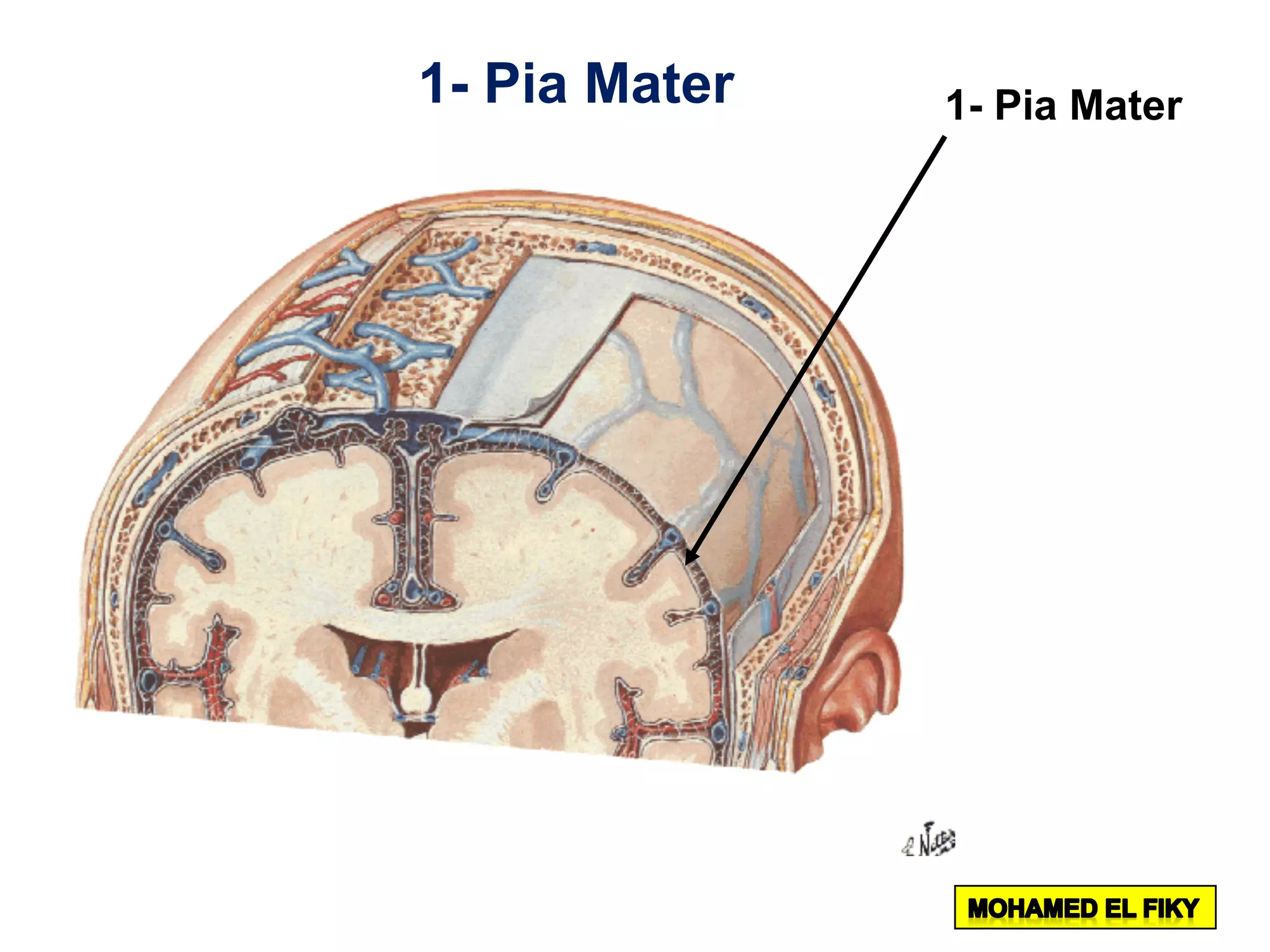 1- Pia Mater1- Pia Mater
 