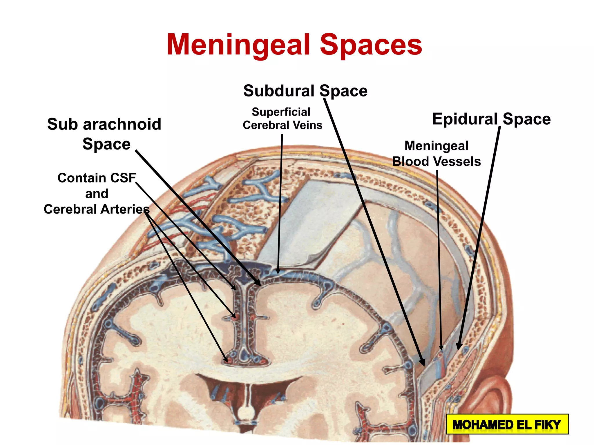 Epidural Space
Subdural Space
Superficial
Cerebral VeinsSub arachnoid
Space Meningeal
Blood Vessels
Contain CSF
and
Cerebral Arteries
Meningeal Spaces
 