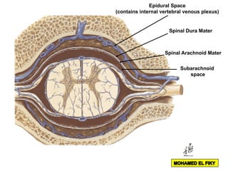 Epidural Space
(contains internal vertebral venous plexus)
Spinal Dura Mater
Spinal Arachnoid Mater
Subarachnoid
space
 