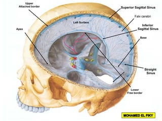 Apex
Base
Lower
Free border
Upper
Attached border
Left Surface
Superior Sagittal Sinus
Inferior
Sagittal Sinus
Straight
Sinus
 