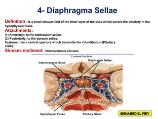 4- Diaphragma Sellae
Definition: is a small circular fold of the inner layer of the dura which covers the pituitary in the
hypophyseal fossa.
Attachments:
(1) Anteriorly: to the tuberculum sellae.
(2) Posteriorly: to the dorsum sellae.
Features: has a central aperture which transmits the infundibulum (Pituitary
stalk).
Sinuses enclosed: intercavemous sinuses.
Diaphragma Sellae
Pituitary GlandHypophyseal Fossa
Intercavernous Sinus
 