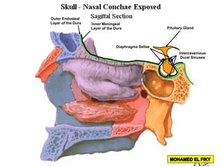 Pituitary Gland
Outer Endosteal
Layer of the Dura Inner Meningeal
Layer of the Dura
Diaphragma Sellae
Intercavernous
Dural Sinuses
 