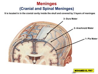 It is located in in the cranial cavity inside the skull and covered by 3 layers of meninges
1- Pia Mater
2- Arachnoid Mater
3- Dura Mater
Meninges
(Cranial and Spinal Meninges)
 