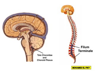 Tela Choroidae
and
Choroid Plexus
Filum
Terminale
 