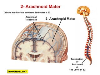 2- Arachnoid Mater
Delicate Non-Vascular Membrane Terminates at S2
Arachnoid
Trabeculae
2- Arachnoid Mater
Termination
of
Arachnoid
at
The Level of S2
 