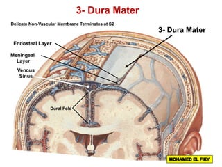 3- Dura Mater
Delicate Non-Vascular Membrane Terminates at S2
Endosteal Layer
Meningeal
Layer
Venous
Sinus
Dural Fold
3- Dura Mater
 