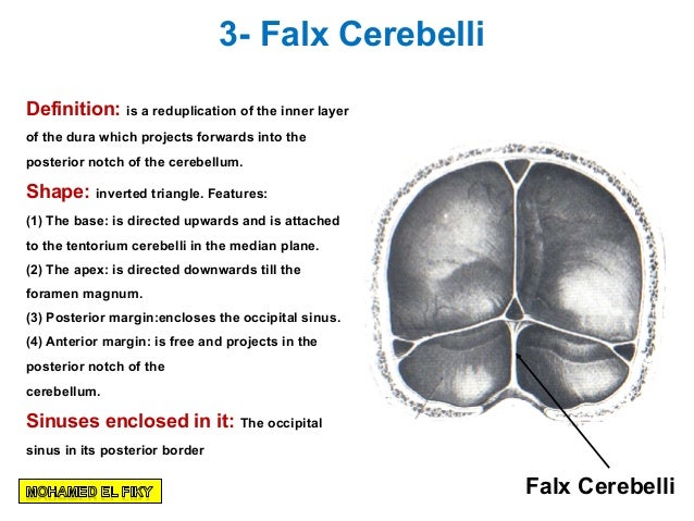 Cranial cavity part 1