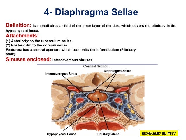 Cranial cavity part 1