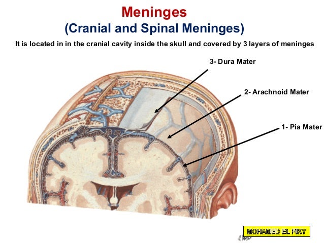 cranial cavity part 1 cranial cavity