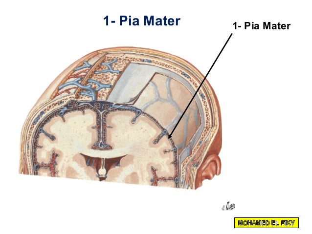 Cranial cavity part 1
