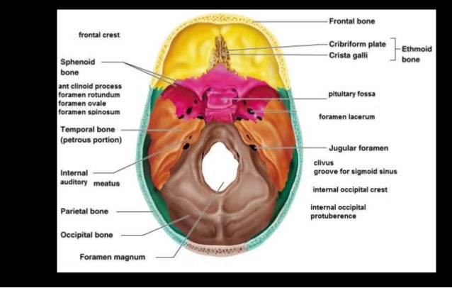 cranial cavity skull cap cranial cavity