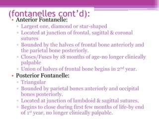 (fontanelles cont’d):
• Anterior Fontanelle:
▫ Largest one, diamond or star-shaped
▫ Located at junction of frontal, sagittal & coronal
sutures
▫ Bounded by the halves of frontal bone anteriorly and
the parietal bone posteriorly.
▫ Closes/Fuses by 18 months of age-no longer clinically
palpable
▫ Union of halves of frontal bone begins in 2nd year.
• Posterior Fontanelle:
▫ Triangular
▫ Bounded by parietal bones anteriorly and occipital
bones posteriorly.
▫ Located at junction of lambdoid & sagittal sutures.
▫ Begins to close during first few months of life-by end
of 1st year, no longer clinically palpable.
 