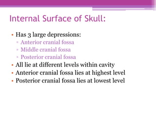 Internal Surface of Skull:
• Has 3 large depressions:
▫ Anterior cranial fossa
▫ Middle cranial fossa
▫ Posterior cranial fossa
• All lie at different levels within cavity
• Anterior cranial fossa lies at highest level
• Posterior cranial fossa lies at lowest level
 