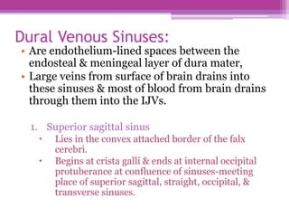 Dural Venous Sinuses:
• Are endothelium-lined spaces between the
endosteal & meningeal layer of dura mater,
• Large veins from surface of brain drains into
these sinuses & most of blood from brain drains
through them into the IJVs.
1. Superior sagittal sinus
 Lies in the convex attached border of the falx
cerebri.
 Begins at crista galli & ends at internal occipital
protuberance at confluence of sinuses-meeting
place of superior sagittal, straight, occipital, &
transverse sinuses.
 