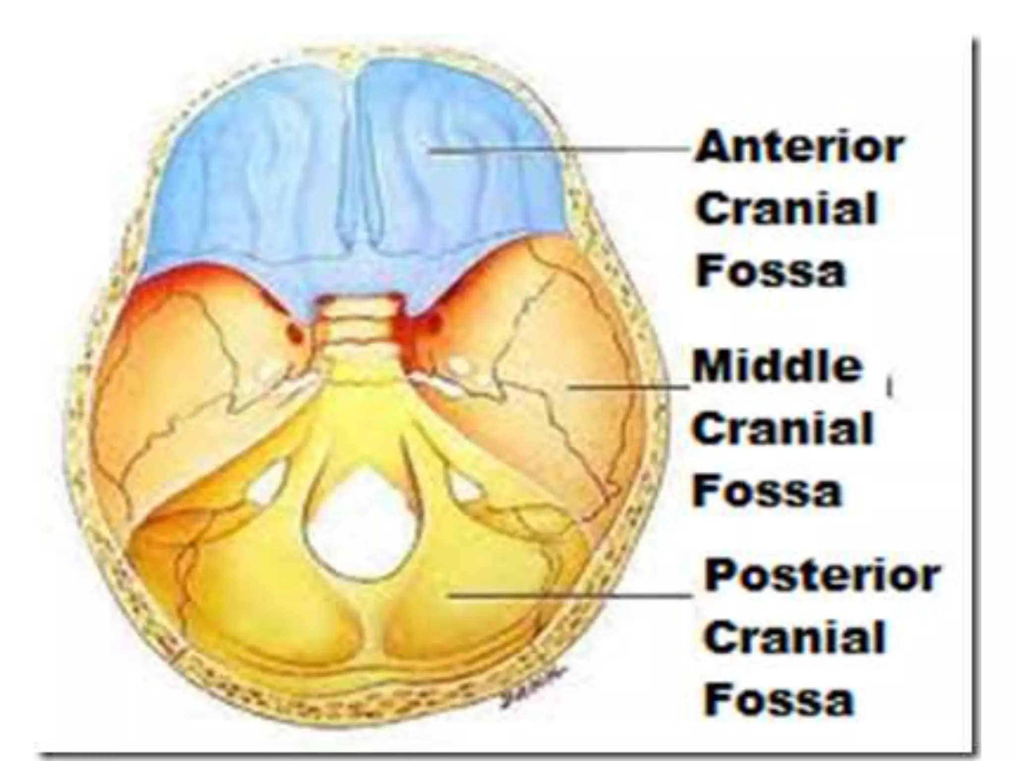 Fossae Cranial fossae by dr.meher | PPTX | Death, Injury, or Military Conflict ...