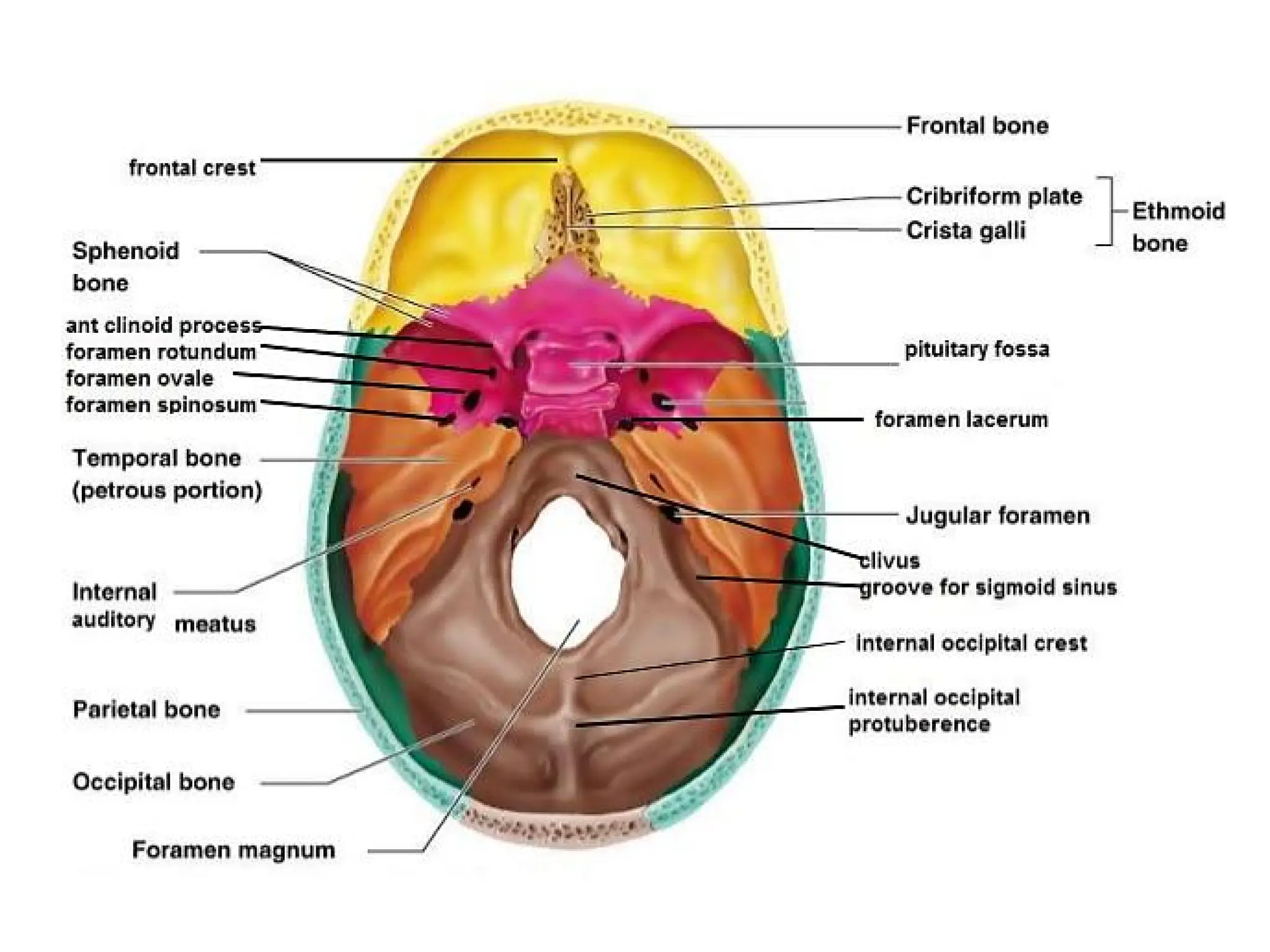 Fossae Cranial fossae in base of the human skull | PDF