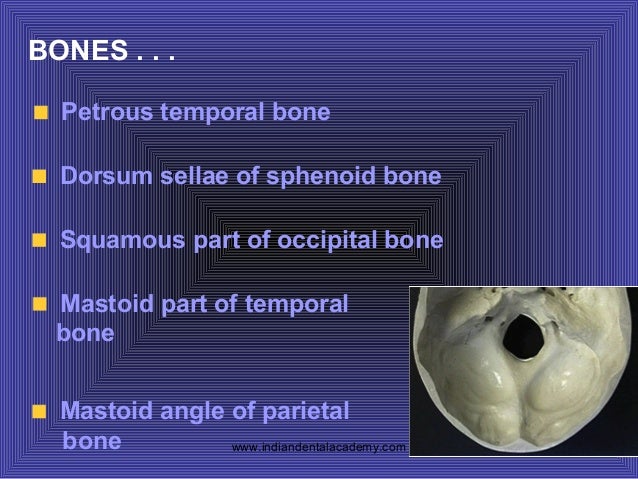 Cranial fossae and its related structures