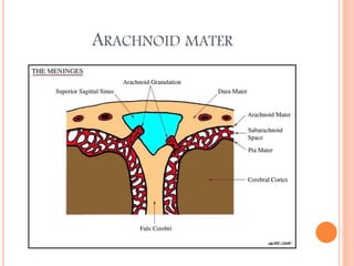ARACHNOID MATER
 