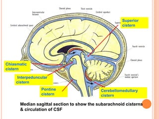Median sagittal section to show the subarachnoid cisterns
& circulation of CSF
Superior
cistern
Interpeduncular
cistern
Cerebellomedullary
cistern
Chiasmatic
cistern
Pontine
cistern
 