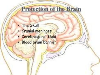 Protection of the Brain
• The Skull
• Cranial meninges
• Cerebrospinal fluid
• Blood brain barrier
 