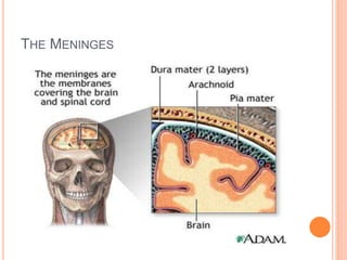 THE MENINGES
 