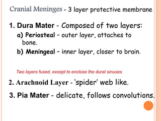 1. Dura Mater - Composed of two layers:
a) Periosteal – outer layer, attaches to
bone.
b) Meningeal – inner layer, closer to brain.
Cranial Meninges - 3 layer protective membrane
Two layers fused, except to enclose the dural sinuses
3. Pia Mater - delicate, follows convolutions.
2. Arachnoid Layer - ‘spider’ web like.
 