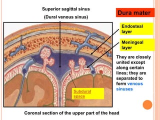 Coronal section of the upper part of the head
Endosteal
layer
Meningeal
layer
They are closely
united except
along certain
lines; they are
separated to
form venous
sinuses
Superior sagittal sinus
(Dural venous sinus)
Dura mater
Subdural
space
 