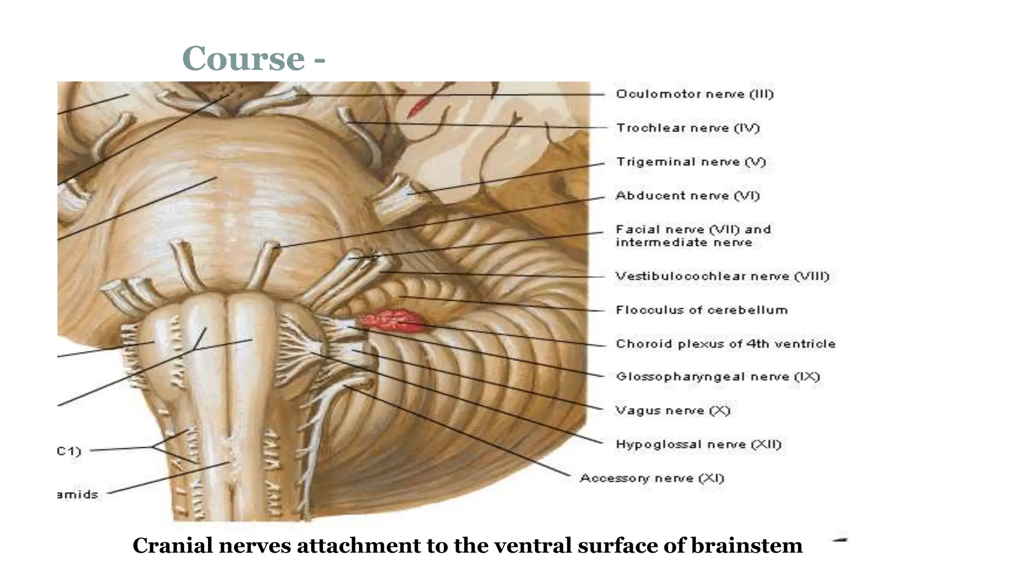 Cranial Nerve Clinical Examination IX TO XII | PPTX