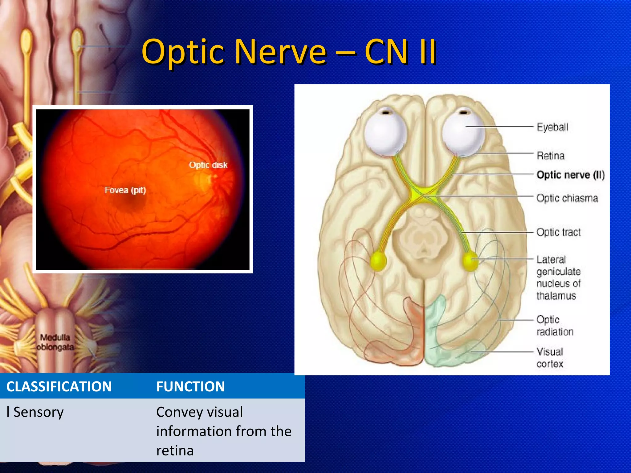 Cranial nerves | PPT