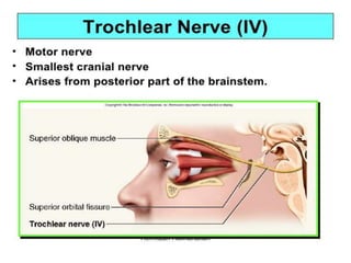 Cranial nerves (peripheral nerve system)  Slide 9