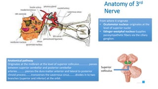 Anatomy of 3rd
Nerve
Anatomical pathway
Originates at the midbrain at the level of superior colliculus……………passes
between superior cerebellar and posterior cerebellar
arteries…………pierces the dura matter anterior and lateral to posterior
clinoid process……..transverses the cavernous sinus………divides in to two
branches (superior and inferior) at the orbit.
From where it originate
• Oculomotor nucleus- originates at the
level of superior nuclei
• Edinger-westphal nucleus-Supplies
parasympathetic fibers via the ciliary
ganglion.
Superior
colliculus
 