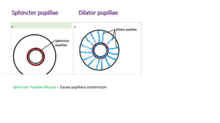 Sphincter Pupillae Muscle – Cause pupillary constriction
 