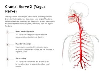 Vagus Example cranial nerve full description with examples.pptx