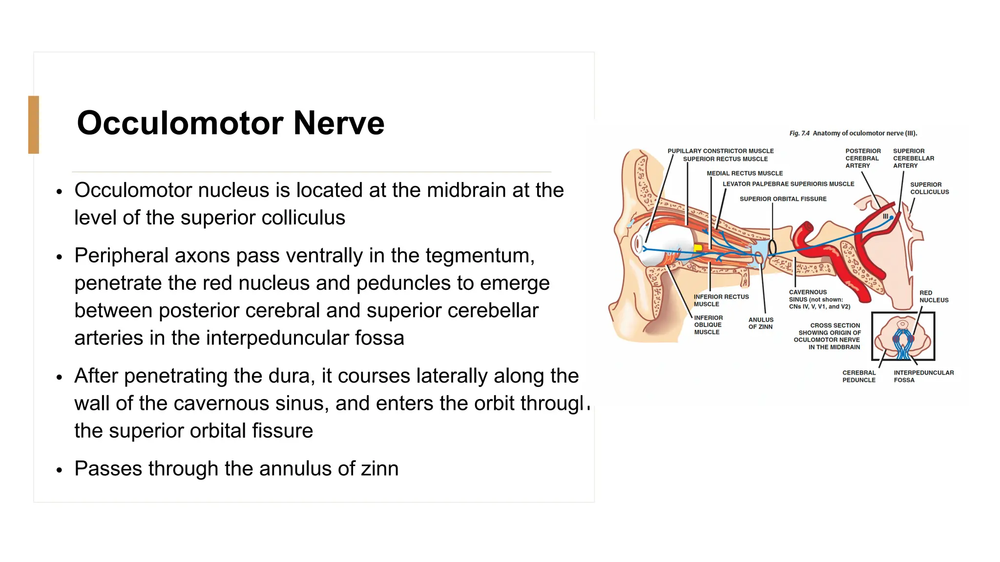Occulomotor Nerve
• Occulomotor nucleus is located at the midbrain at the
level of the superior colliculus
• Peripheral axons pass ventrally in the tegmentum,
penetrate the red nucleus and peduncles to emerge
between posterior cerebral and superior cerebellar
arteries in the interpeduncular fossa
• After penetrating the dura, it courses laterally along the
wall of the cavernous sinus, and enters the orbit through
the superior orbital fissure
• Passes through the annulus of zinn
 