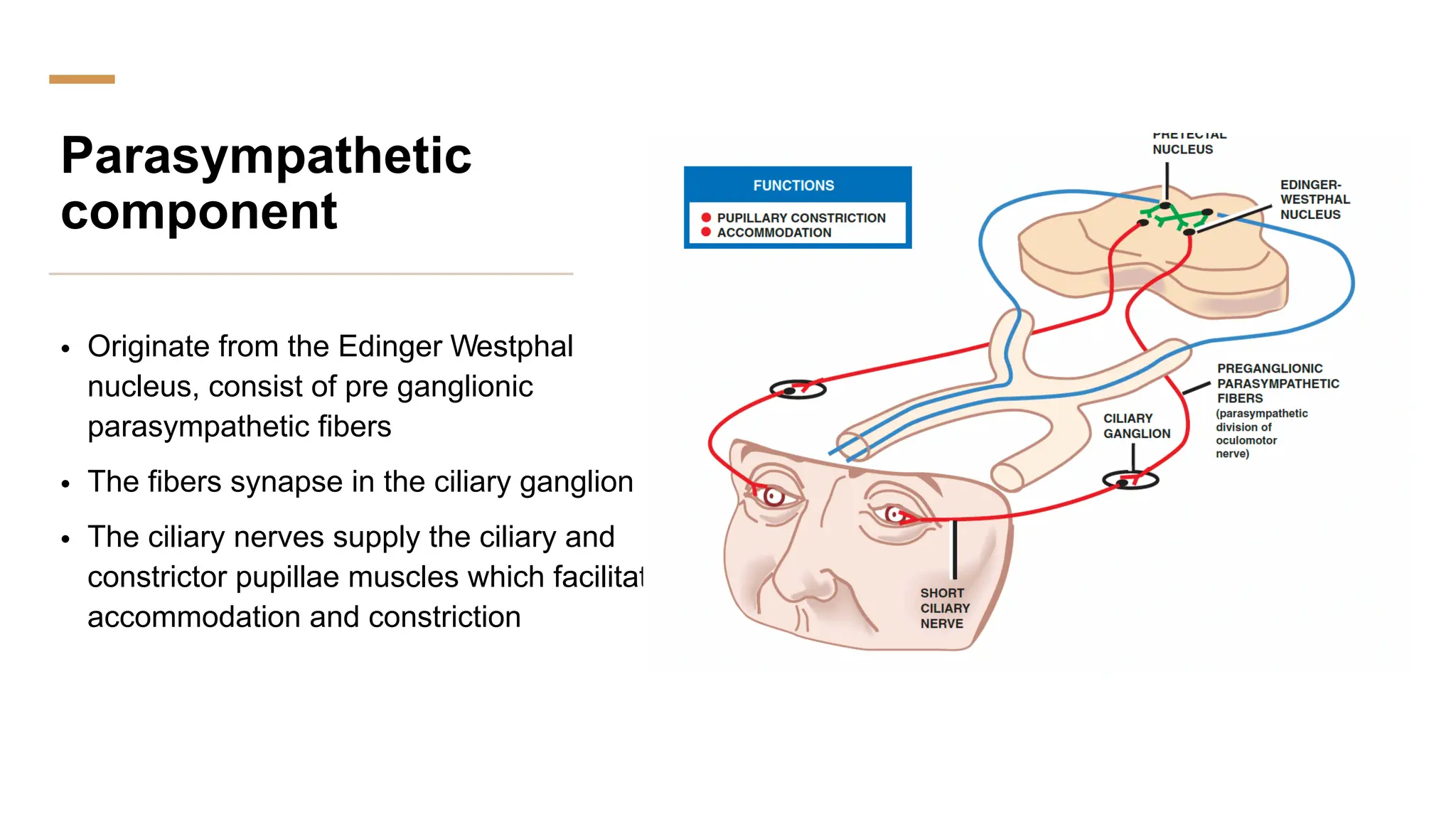 Parasympathetic
component
• Originate from the Edinger Westphal
nucleus, consist of pre ganglionic
parasympathetic fibers
• The fibers synapse in the ciliary ganglion
• The ciliary nerves supply the ciliary and
constrictor pupillae muscles which facilitate
accommodation and constriction
 