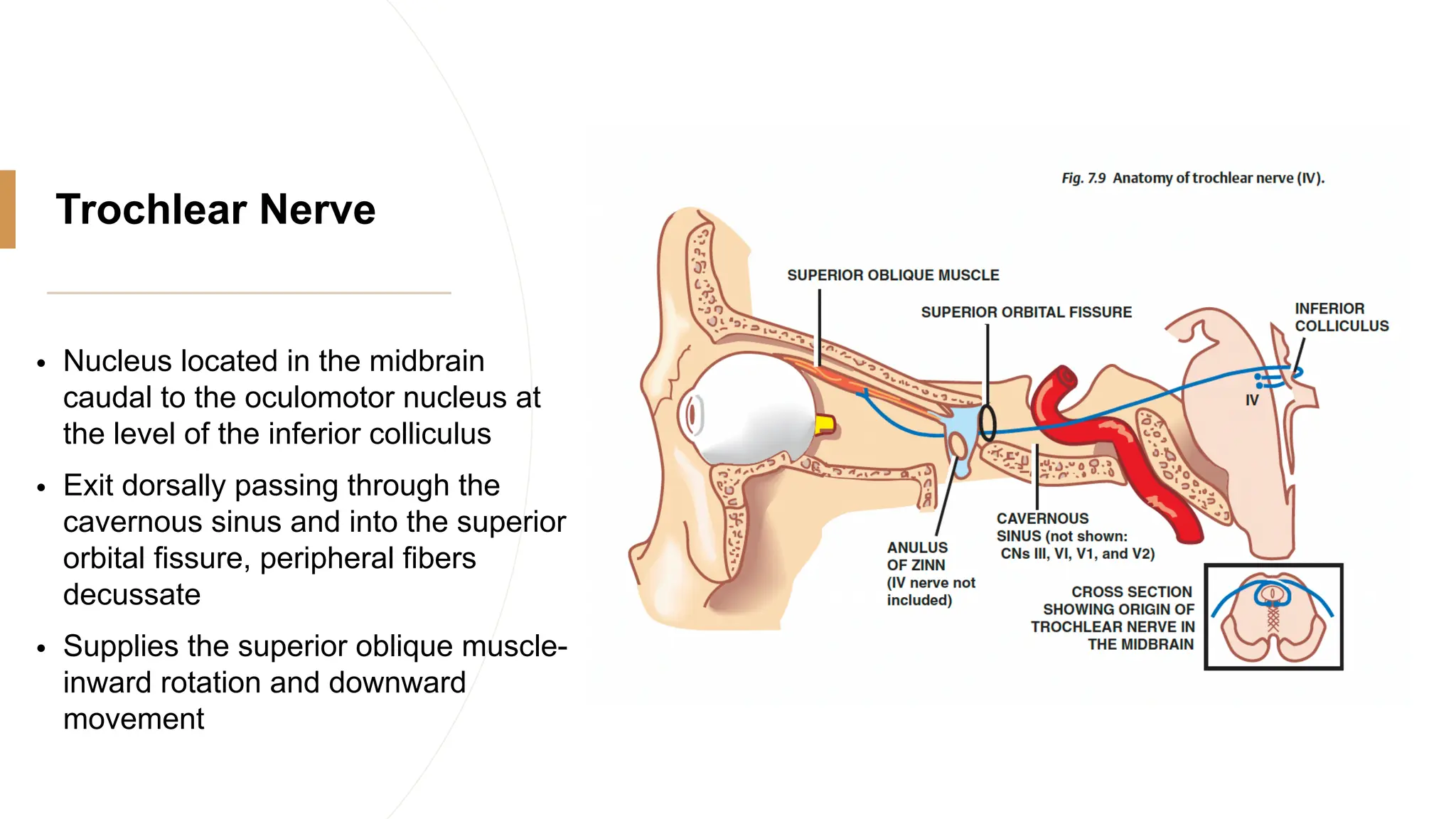 Trochlear Nerve
• Nucleus located in the midbrain
caudal to the oculomotor nucleus at
the level of the inferior colliculus
• Exit dorsally passing through the
cavernous sinus and into the superior
orbital fissure, peripheral fibers
decussate
• Supplies the superior oblique muscle-
inward rotation and downward
movement
 