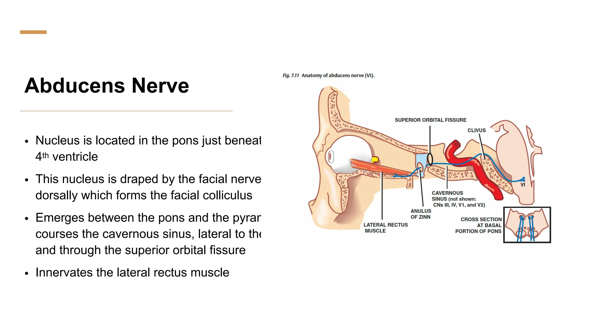 Abducens Nerve
• Nucleus is located in the pons just beneath the
4th ventricle
• This nucleus is draped by the facial nerve
dorsally which forms the facial colliculus
• Emerges between the pons and the pyramids,
courses the cavernous sinus, lateral to the ICA
and through the superior orbital fissure
• Innervates the lateral rectus muscle
 