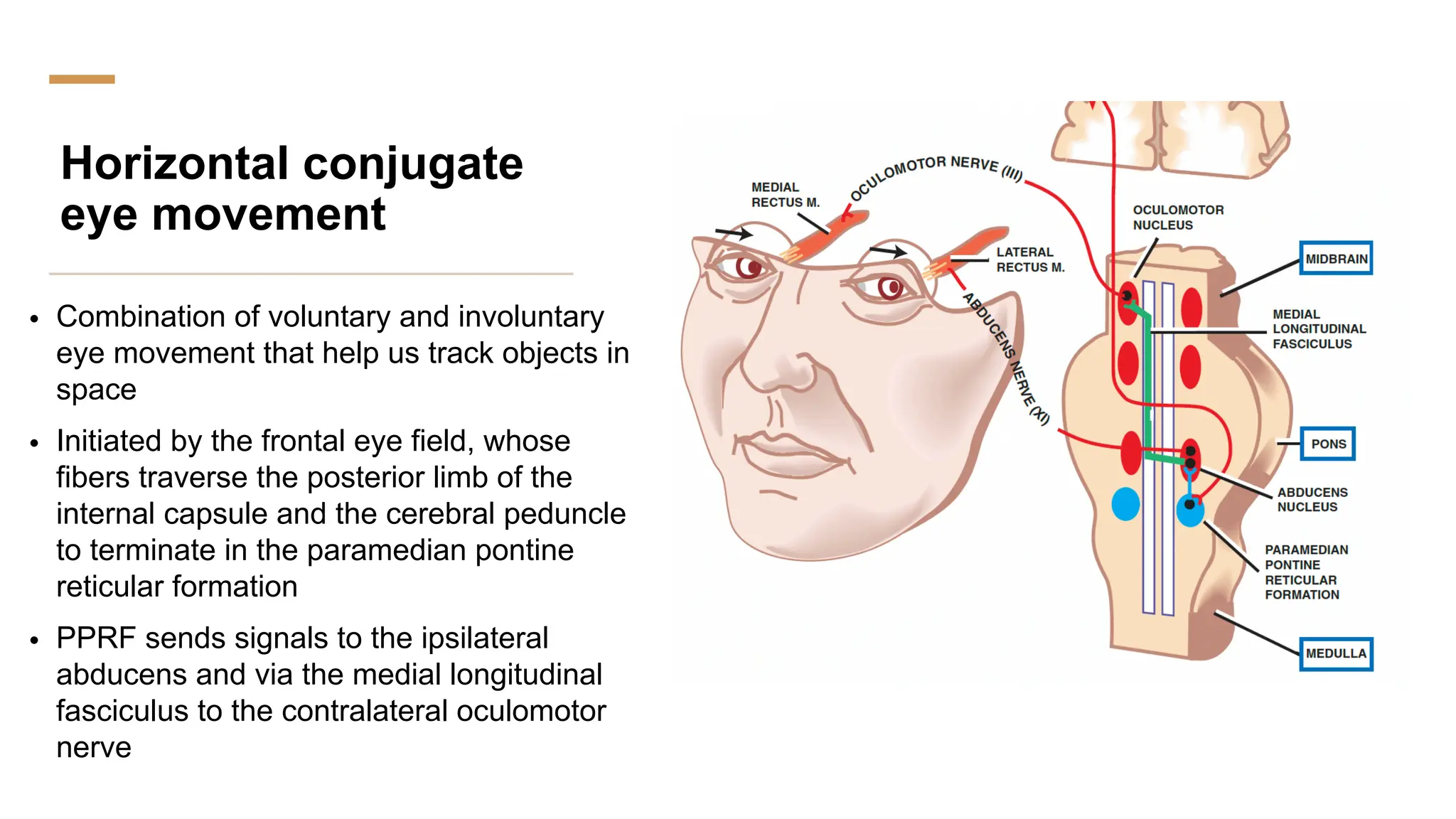 Horizontal conjugate
eye movement
• Combination of voluntary and involuntary
eye movement that help us track objects in
space
• Initiated by the frontal eye field, whose
fibers traverse the posterior limb of the
internal capsule and the cerebral peduncle
to terminate in the paramedian pontine
reticular formation
• PPRF sends signals to the ipsilateral
abducens and via the medial longitudinal
fasciculus to the contralateral oculomotor
nerve
 