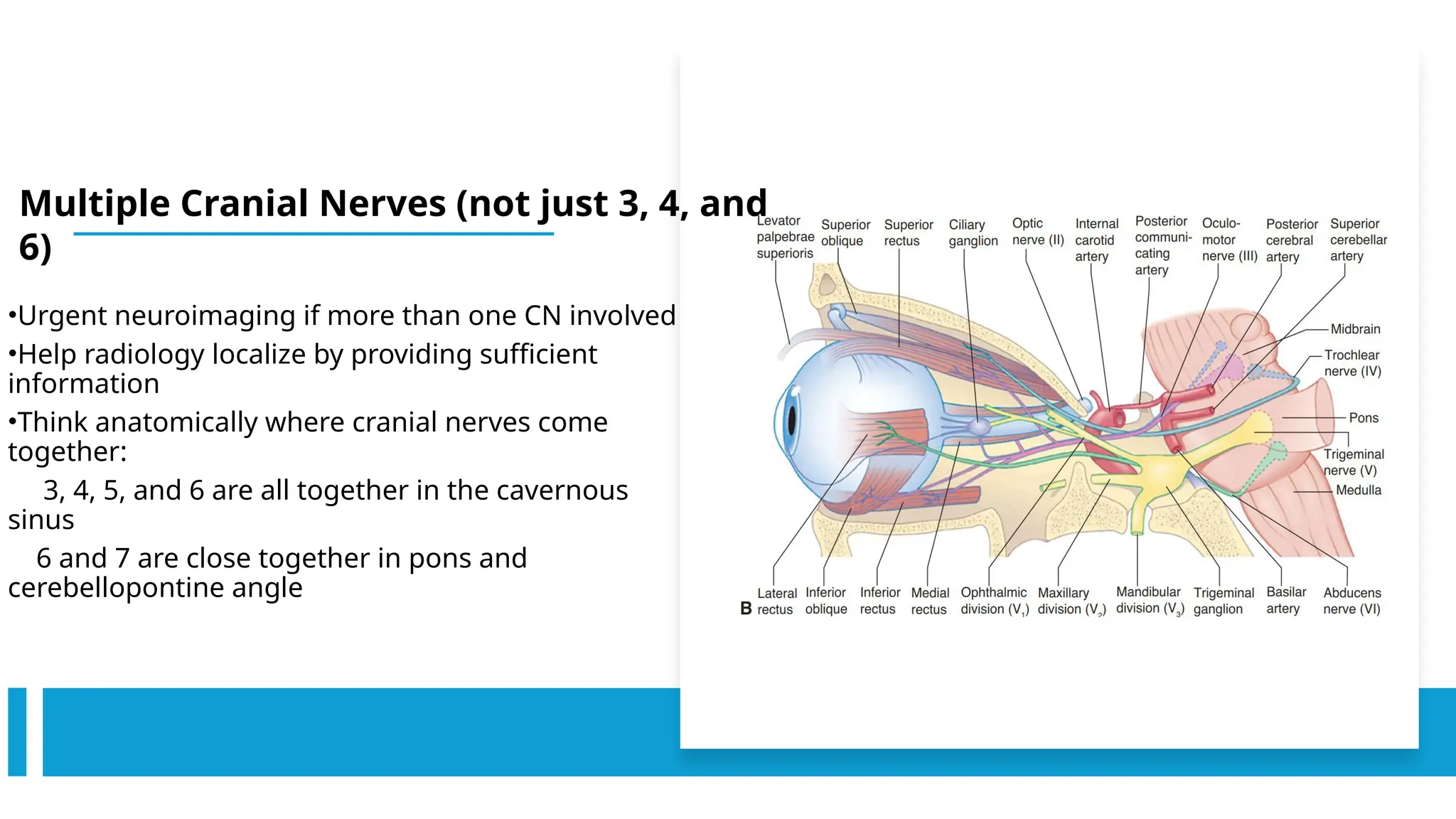 •Urgent neuroimaging if more than one CN involved
•Help radiology localize by providing sufficient
information
•Think anatomically where cranial nerves come
together:
3, 4, 5, and 6 are all together in the cavernous
sinus
6 and 7 are close together in pons and
cerebellopontine angle
Multiple Cranial Nerves (not just 3, 4, and
6)
 