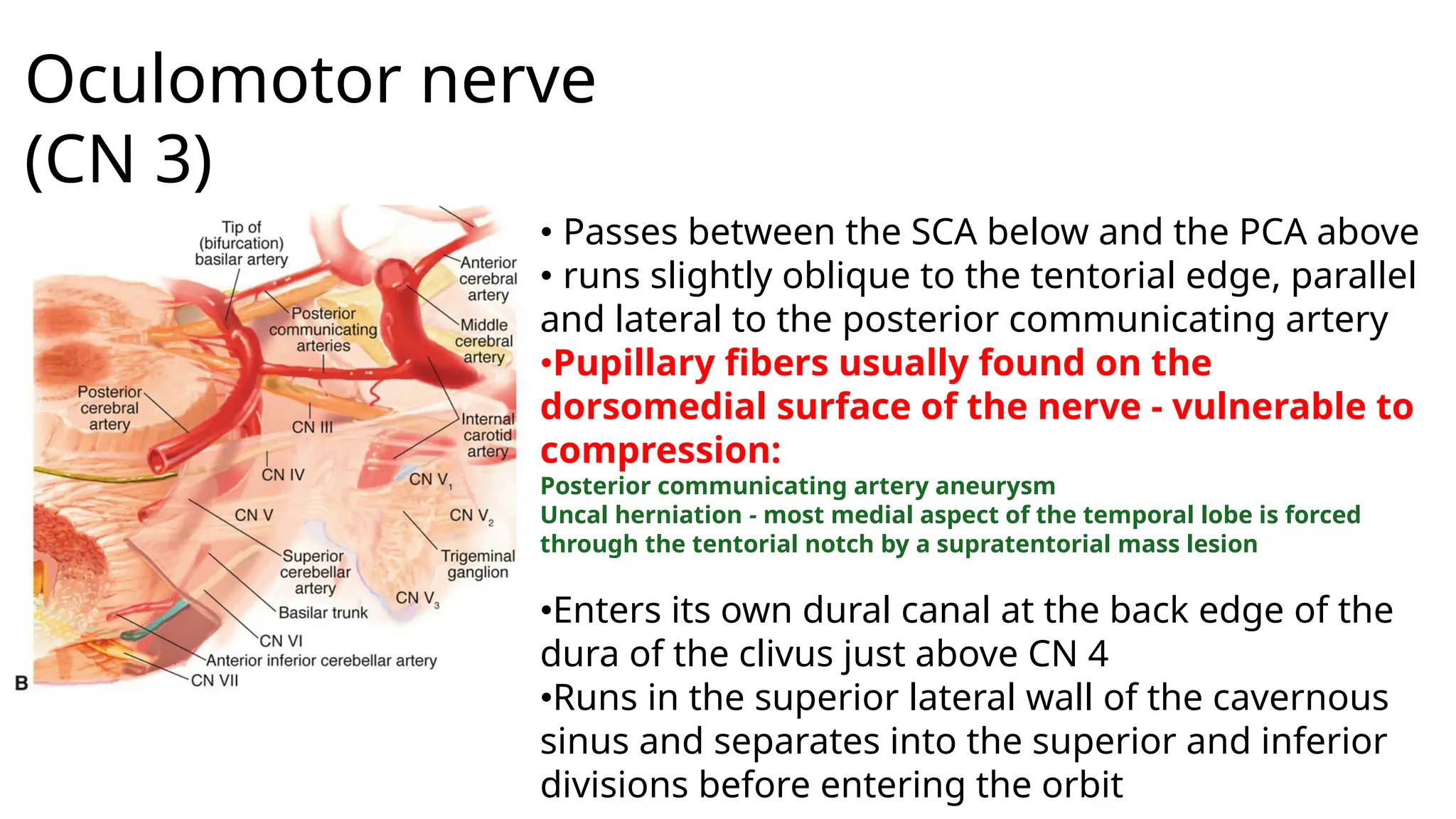 Oculomotor nerve
(CN 3)
• Passes between the SCA below and the PCA above
• runs slightly oblique to the tentorial edge, parallel
and lateral to the posterior communicating artery
•Pupillary fibers usually found on the
dorsomedial surface of the nerve - vulnerable to
compression:
Posterior communicating artery aneurysm
Uncal herniation - most medial aspect of the temporal lobe is forced
through the tentorial notch by a supratentorial mass lesion
•Enters its own dural canal at the back edge of the
dura of the clivus just above CN 4
•Runs in the superior lateral wall of the cavernous
sinus and separates into the superior and inferior
divisions before entering the orbit
 