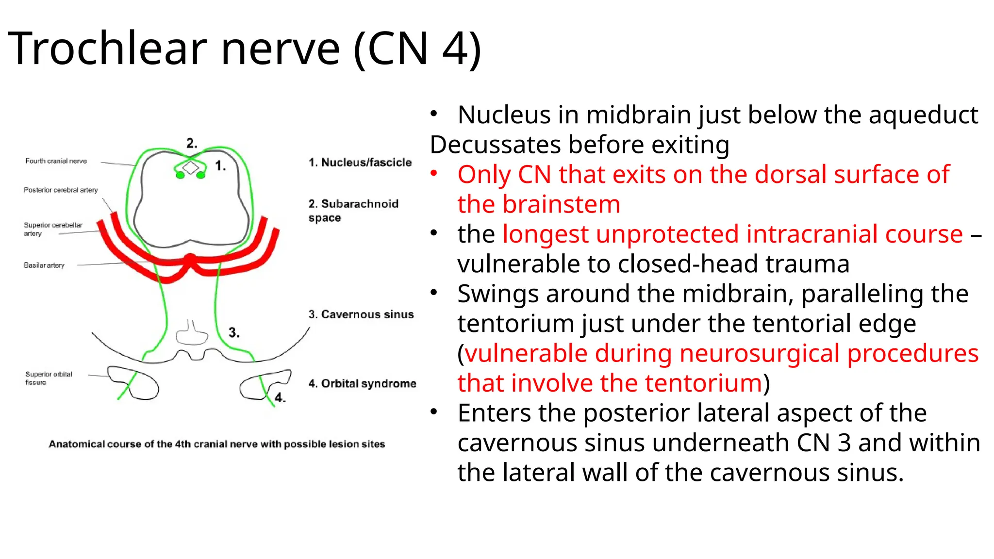 Trochlear nerve (CN 4)
• Nucleus in midbrain just below the aqueduct
Decussates before exiting
• Only CN that exits on the dorsal surface of
the brainstem
• the longest unprotected intracranial course –
vulnerable to closed-head trauma
• Swings around the midbrain, paralleling the
tentorium just under the tentorial edge
(vulnerable during neurosurgical procedures
that involve the tentorium)
• Enters the posterior lateral aspect of the
cavernous sinus underneath CN 3 and within
the lateral wall of the cavernous sinus.
 