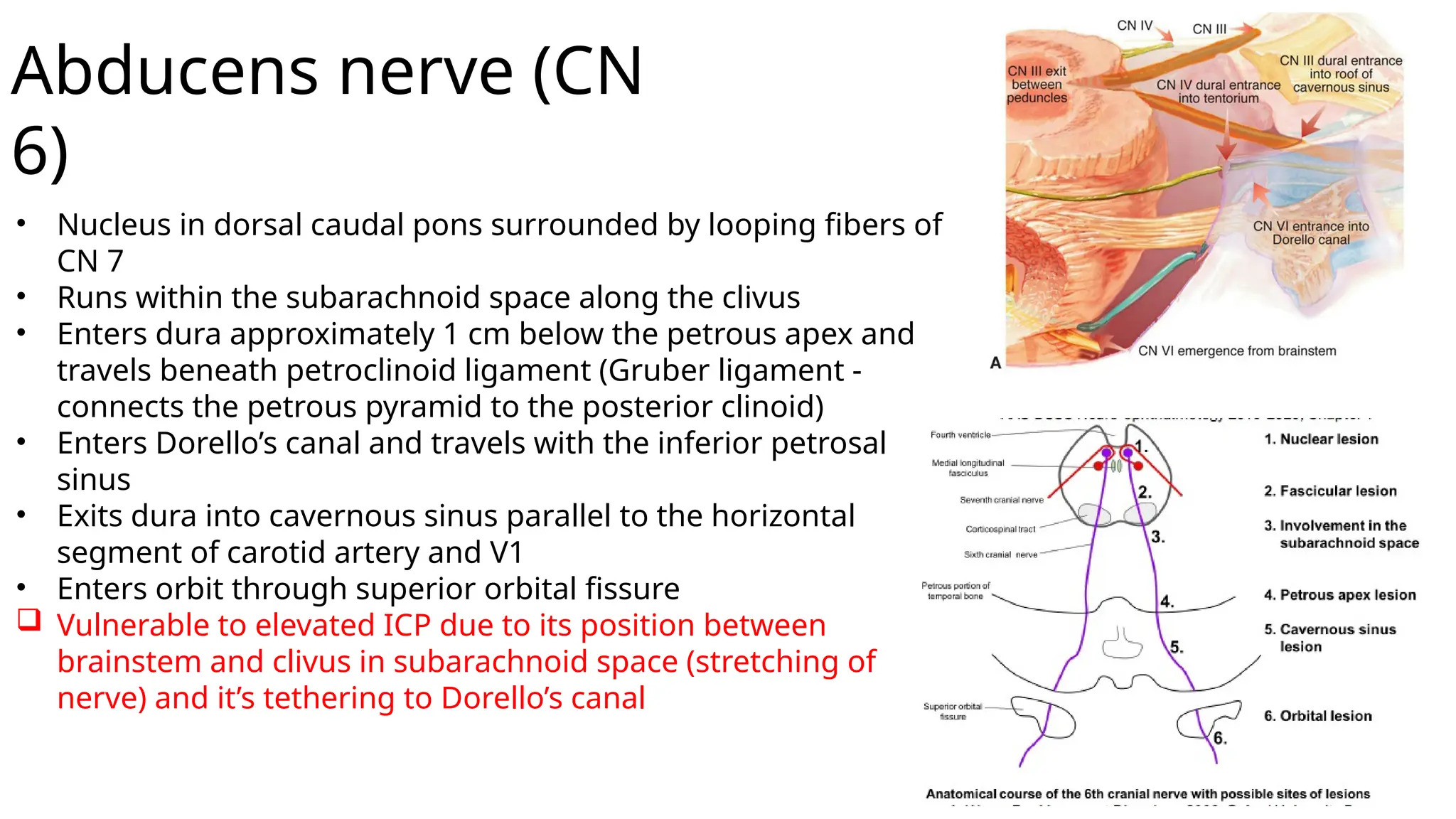 Abducens nerve (CN
6)
• Nucleus in dorsal caudal pons surrounded by looping fibers of
CN 7
• Runs within the subarachnoid space along the clivus
• Enters dura approximately 1 cm below the petrous apex and
travels beneath petroclinoid ligament (Gruber ligament -
connects the petrous pyramid to the posterior clinoid)
• Enters Dorello’s canal and travels with the inferior petrosal
sinus
• Exits dura into cavernous sinus parallel to the horizontal
segment of carotid artery and V1
• Enters orbit through superior orbital fissure
 Vulnerable to elevated ICP due to its position between
brainstem and clivus in subarachnoid space (stretching of
nerve) and it’s tethering to Dorello’s canal
 