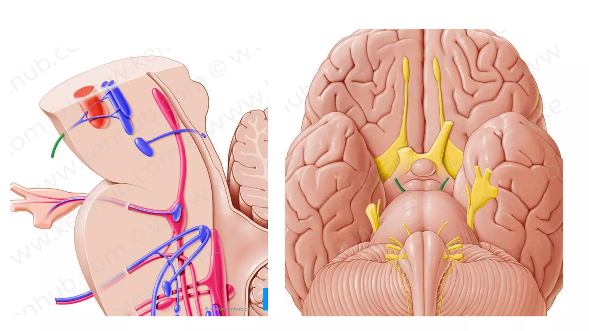 Cranial nerve III, IV and VI | PDF